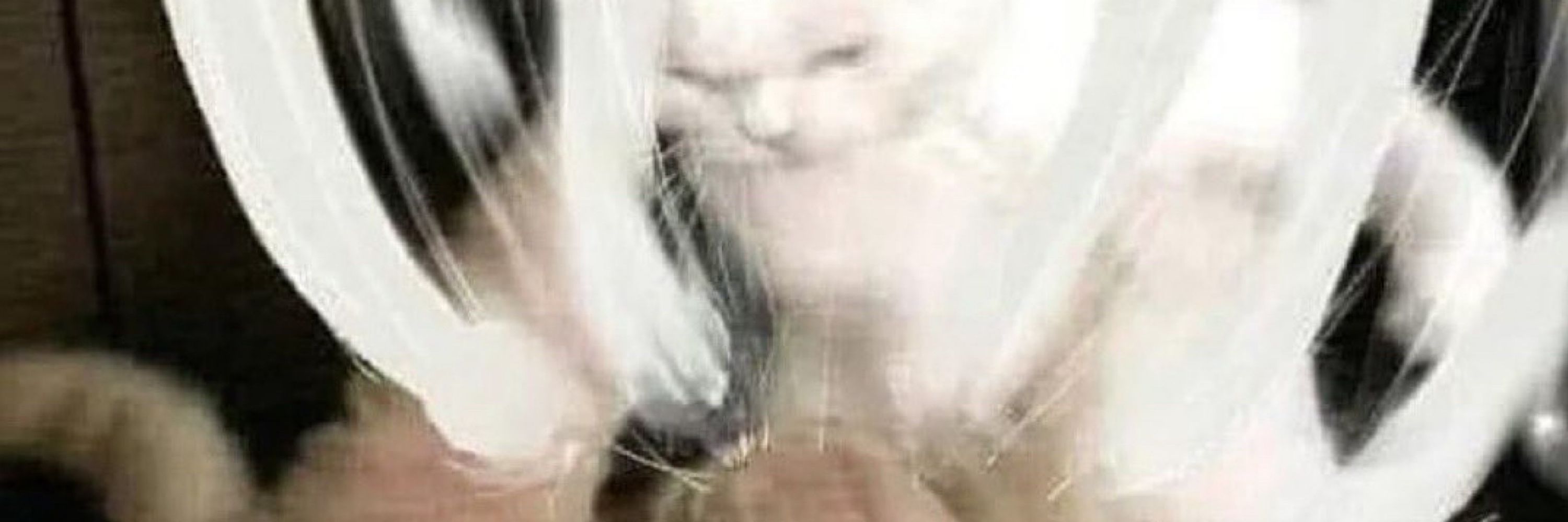 Ngeru