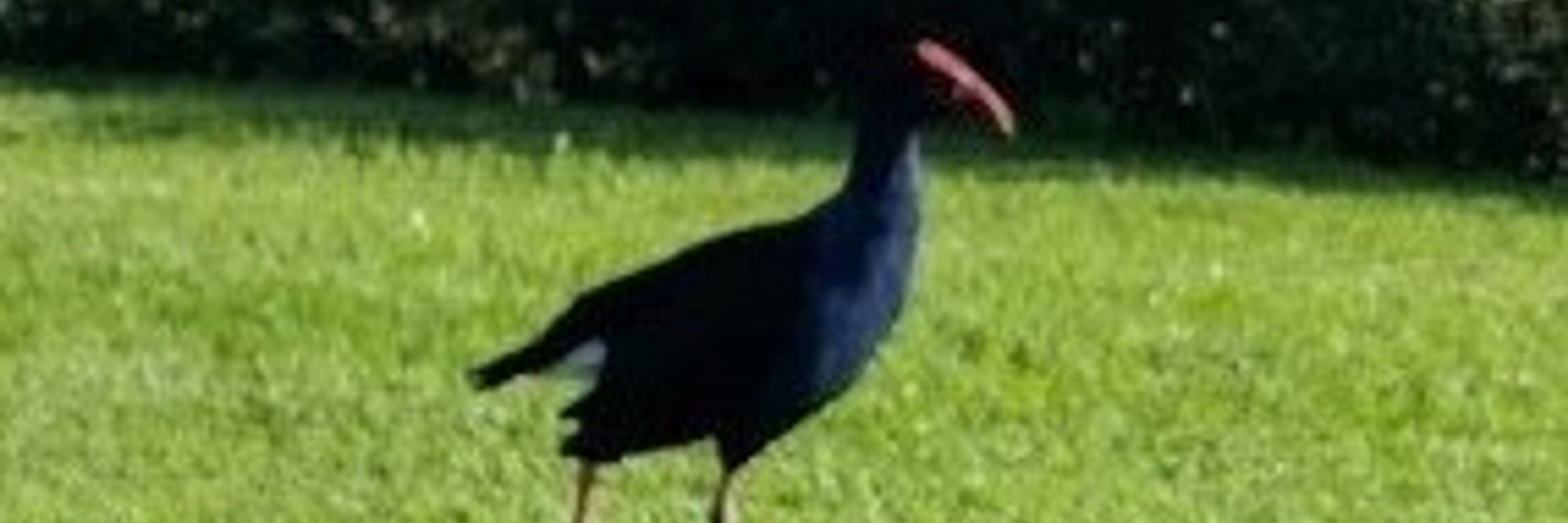 The Performing Pukeko 