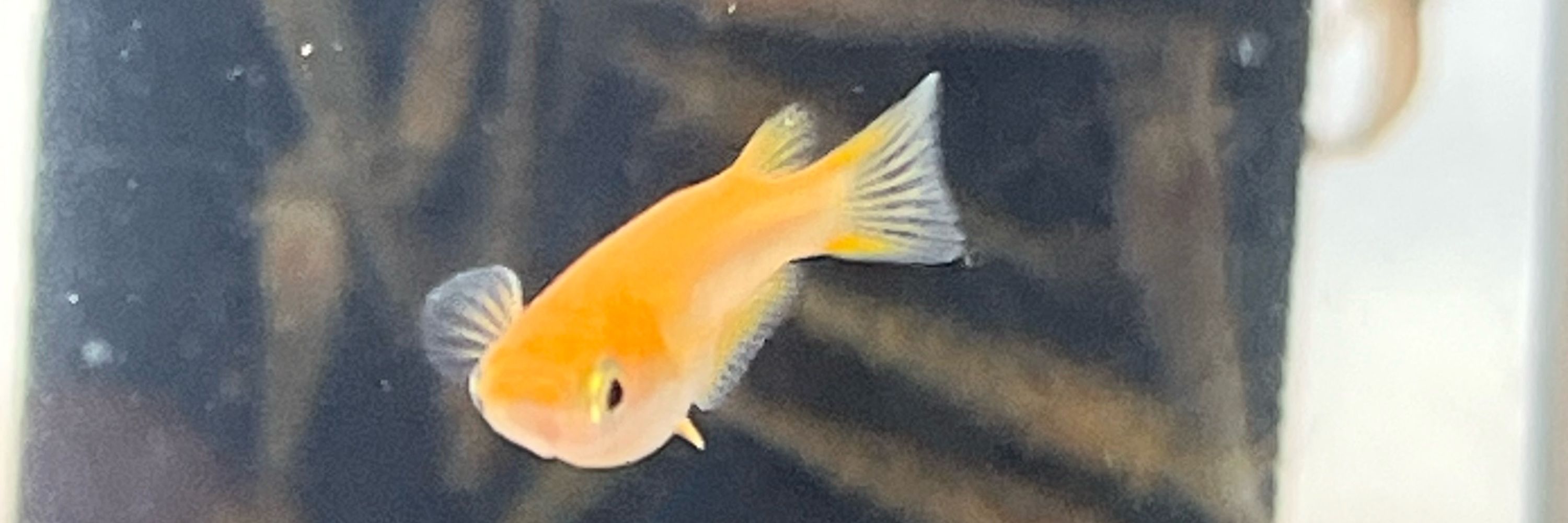 ホリス燐火