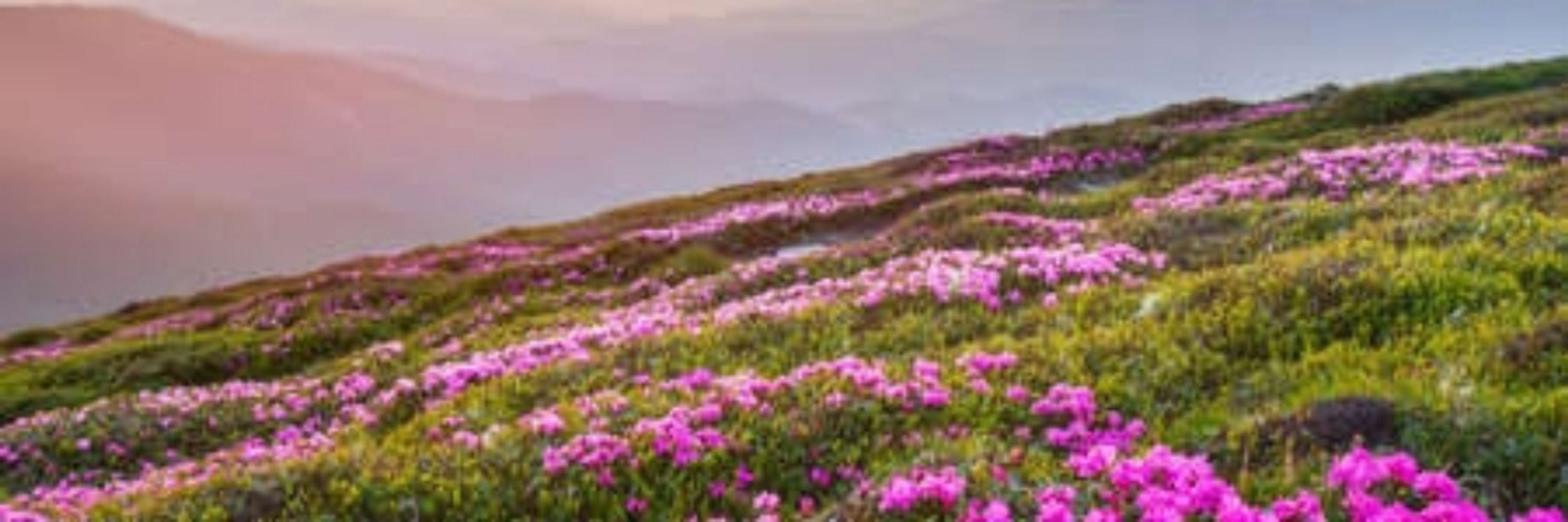 Rhododendron