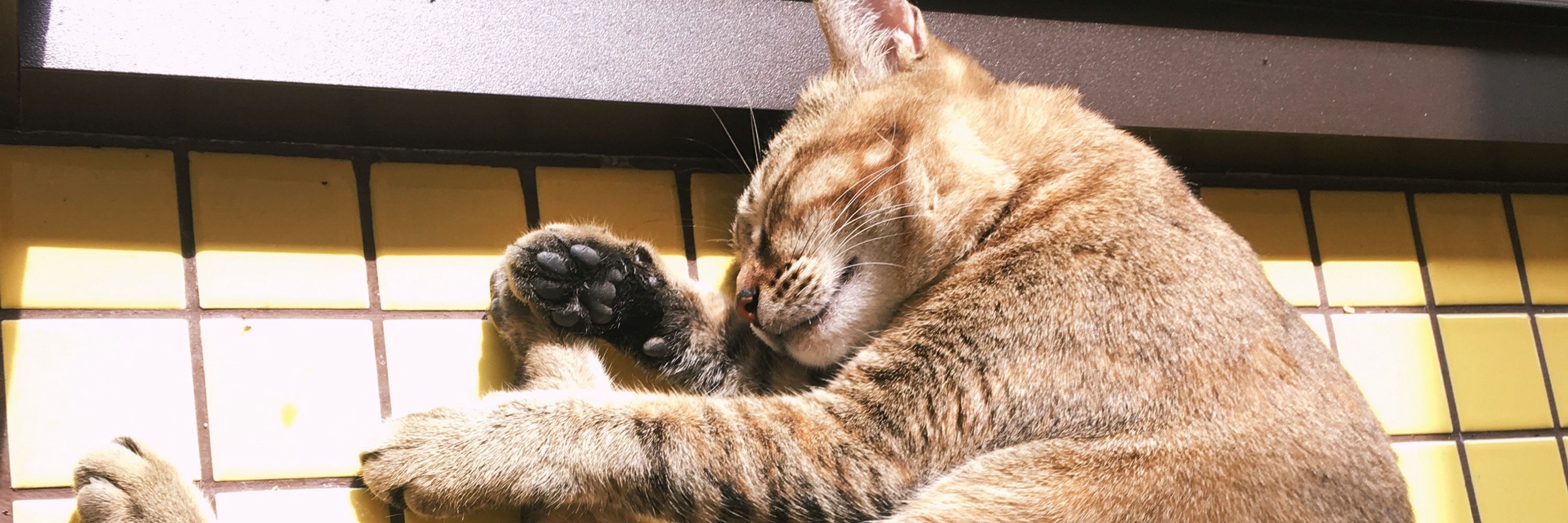 ライ