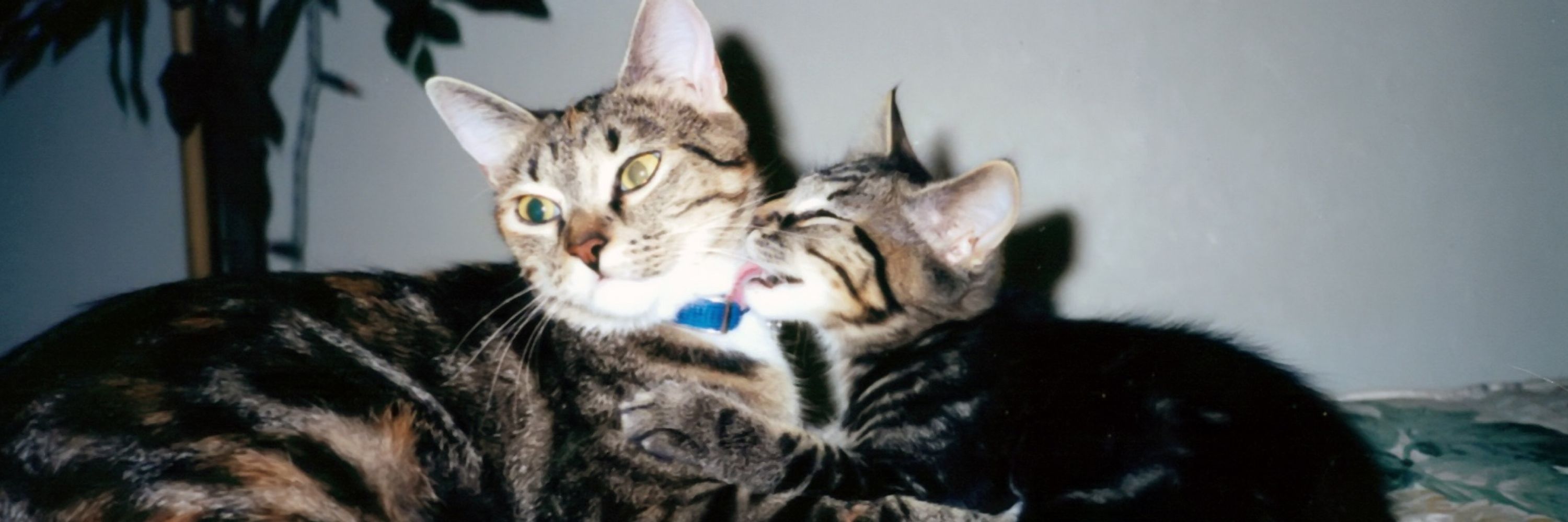 Catless Cat Lady