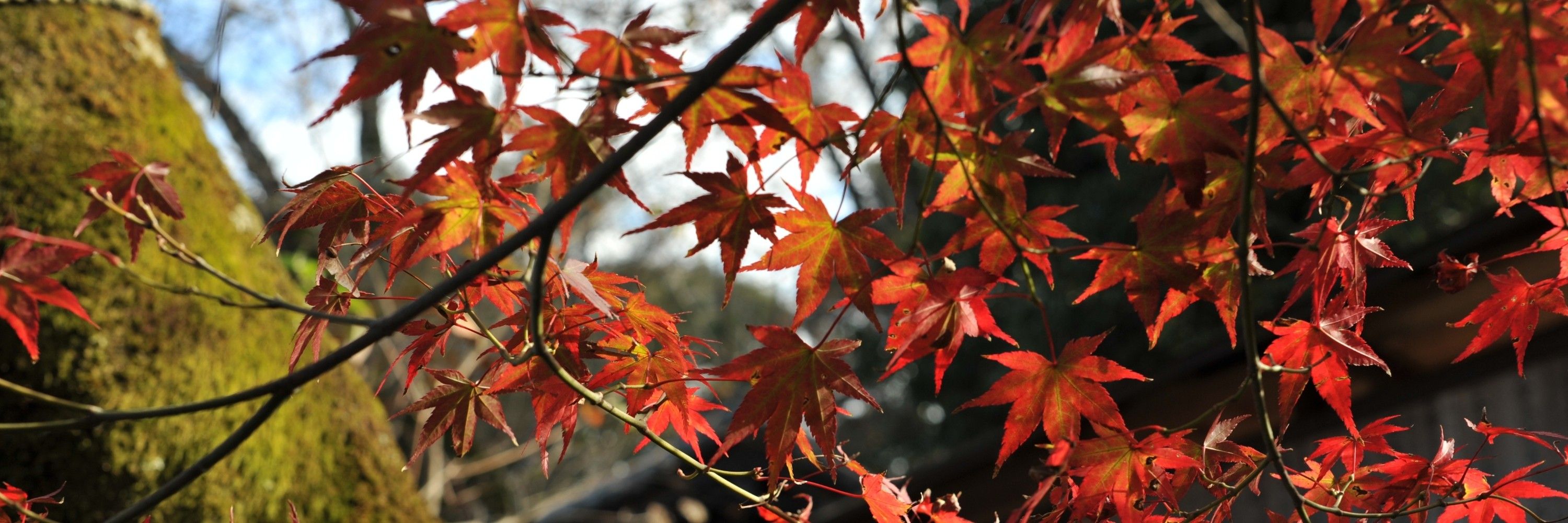 紅瞬 