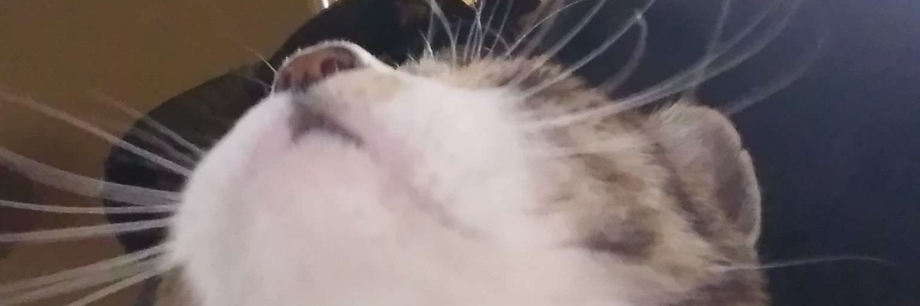 ぱらだ