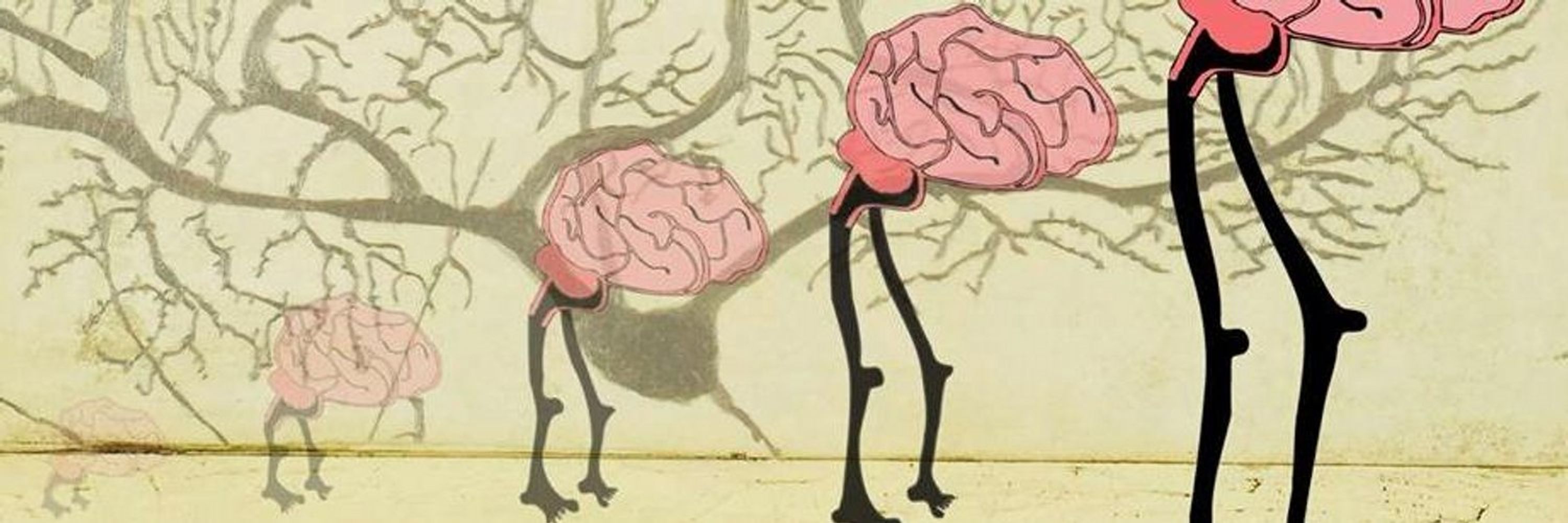Brain Evolution News