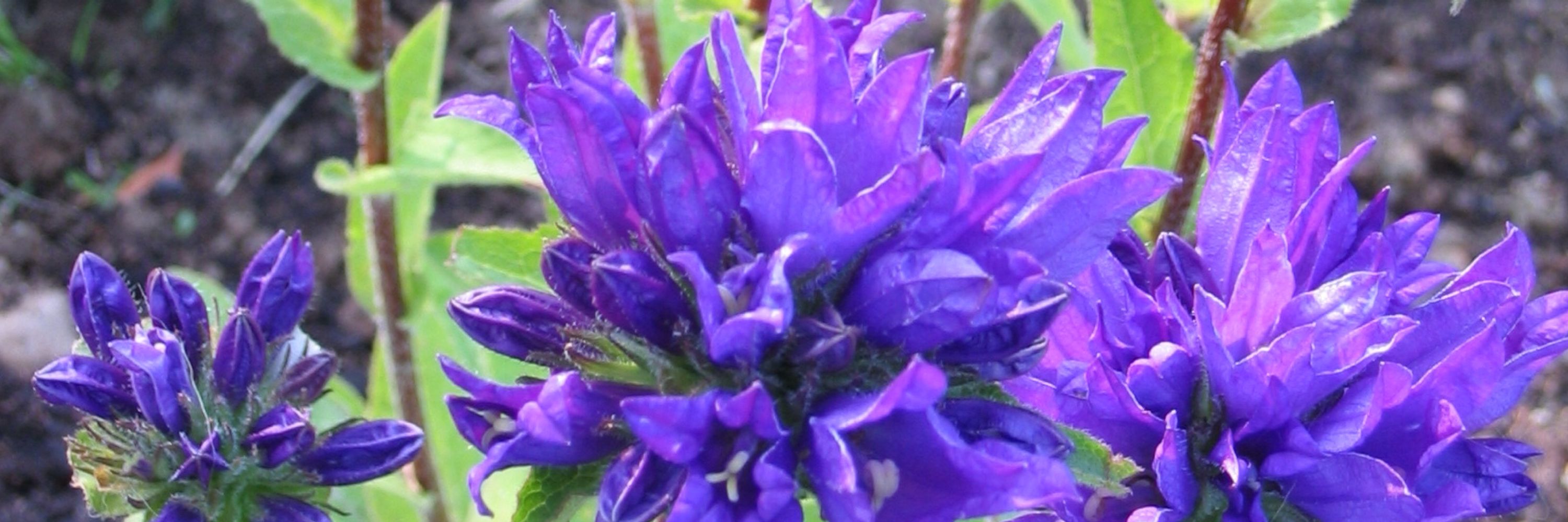 G-Ma Mary