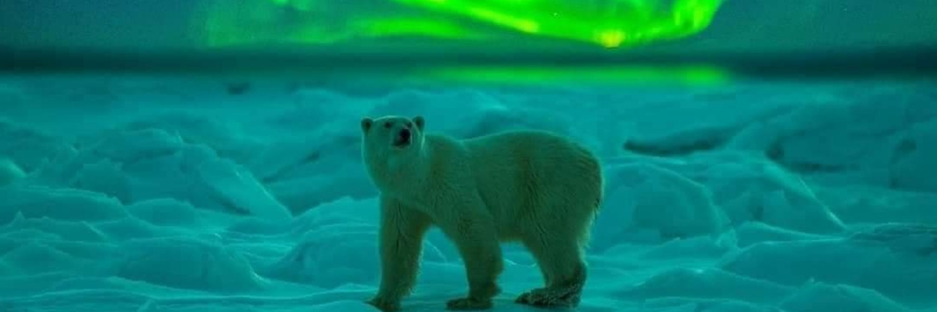 Snowbear ❄️