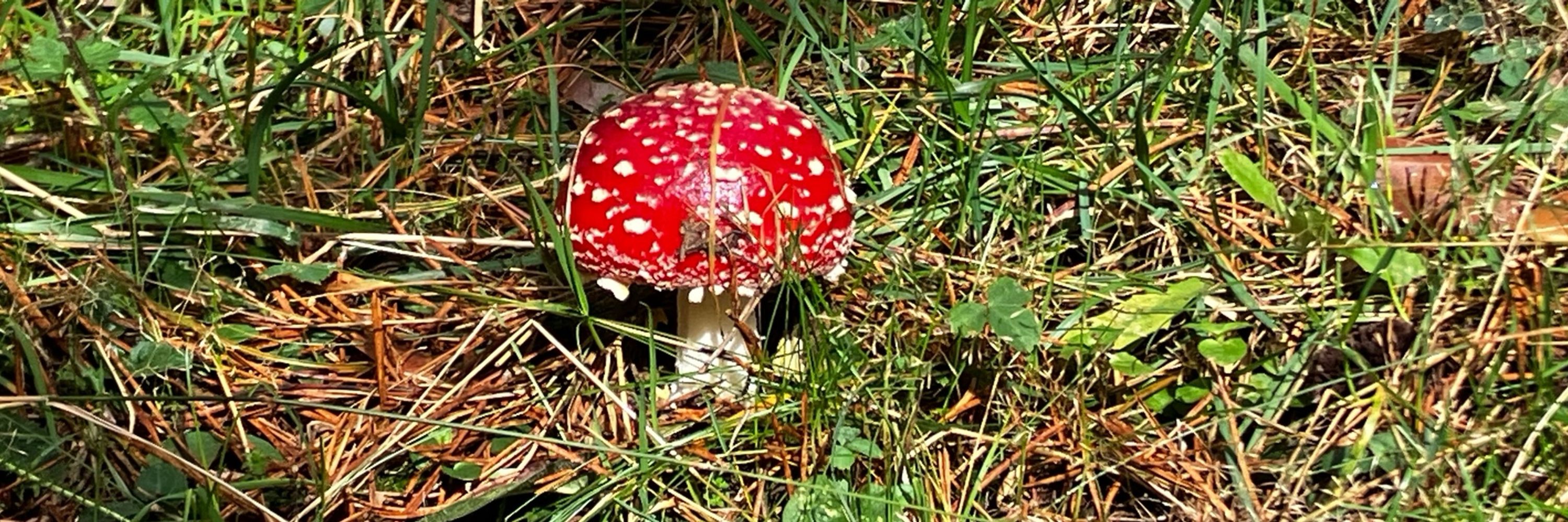 Aldekoa