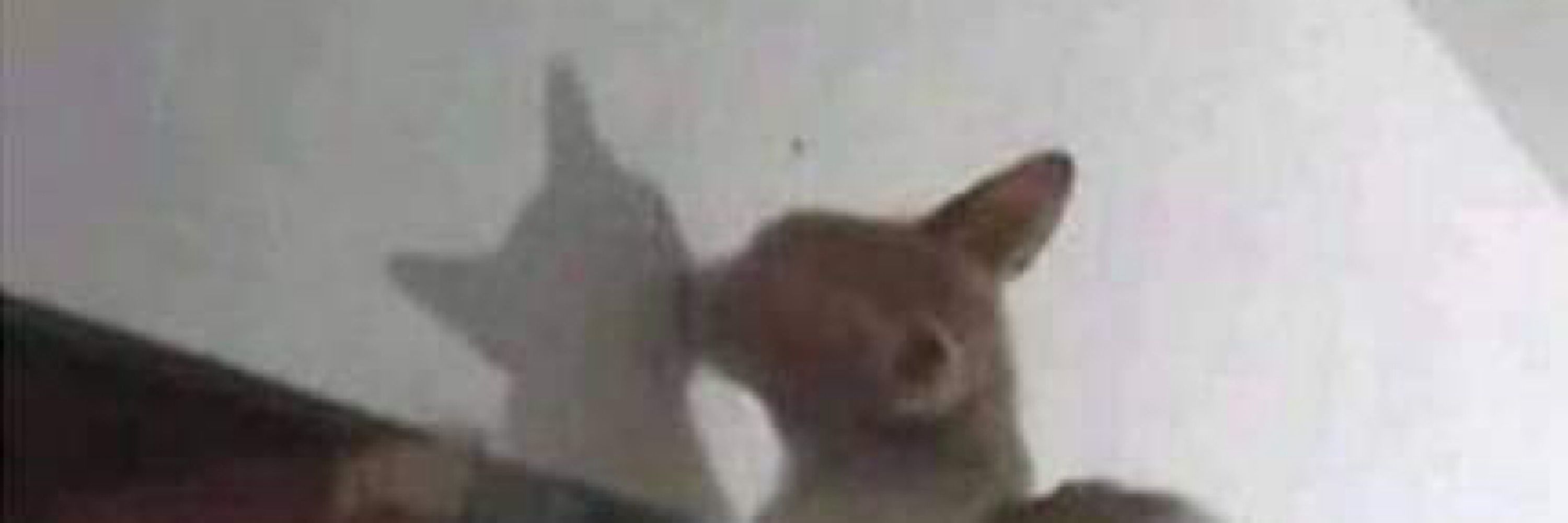 dudalindinha