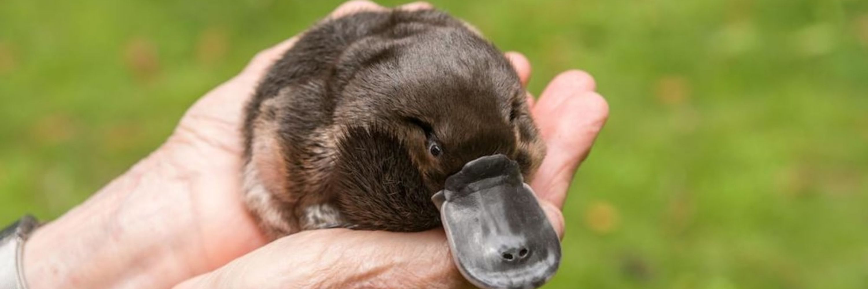 Mini Platypus