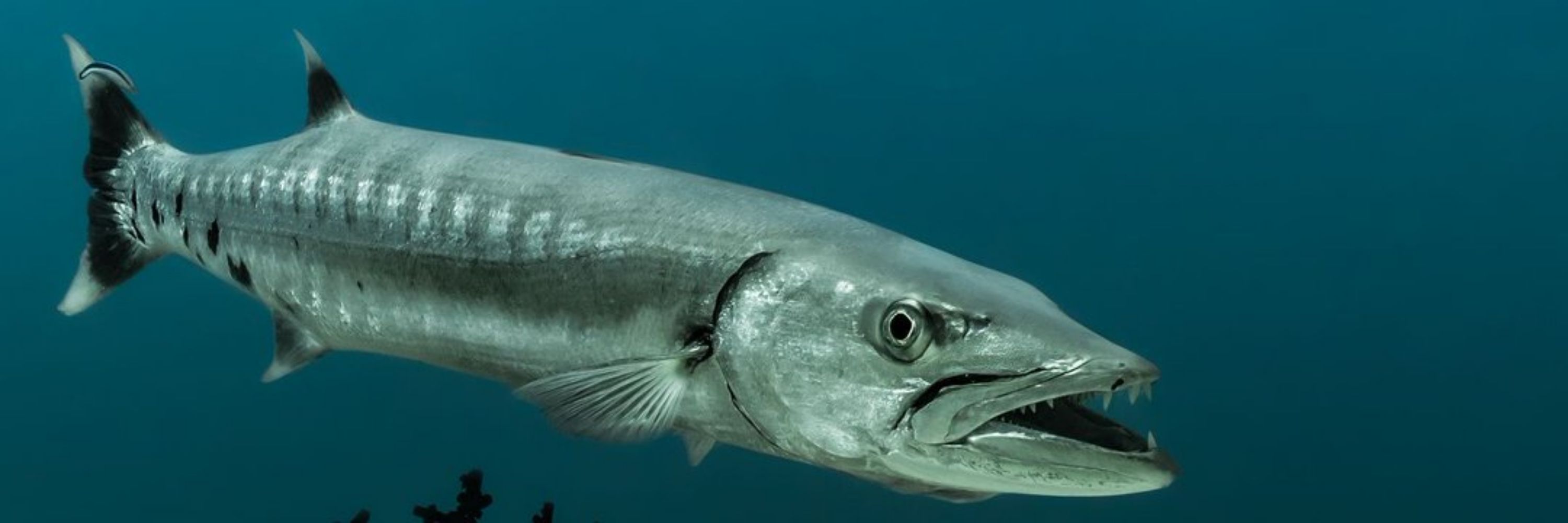Barracuda Man