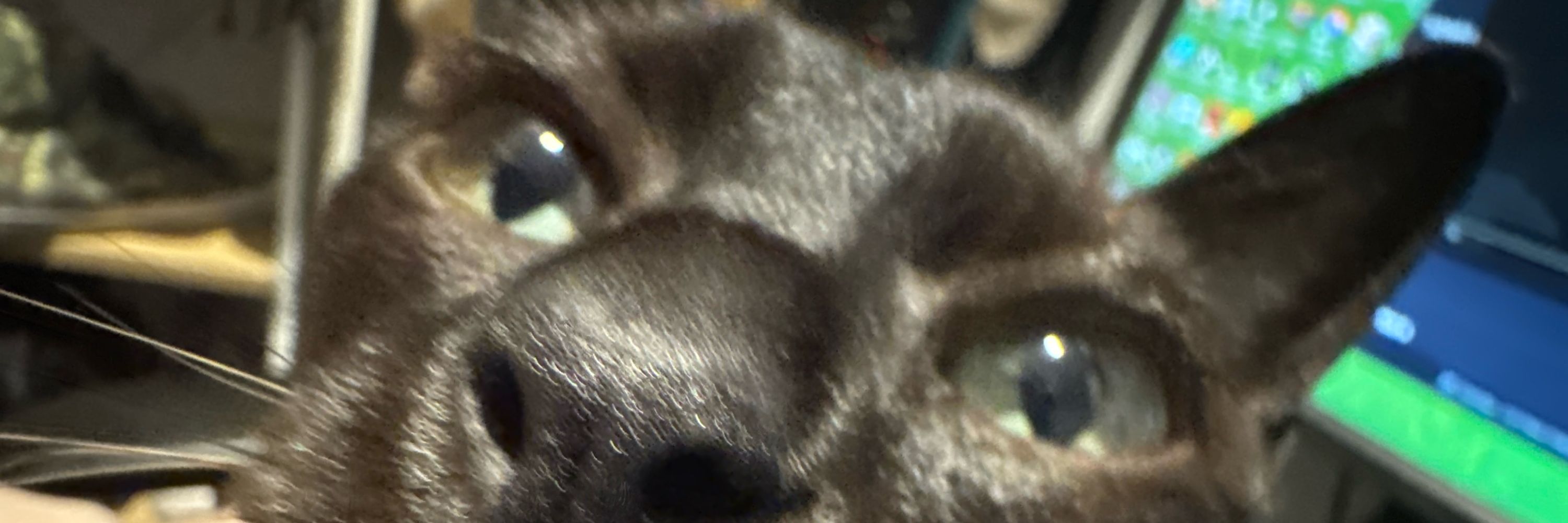 Lara
