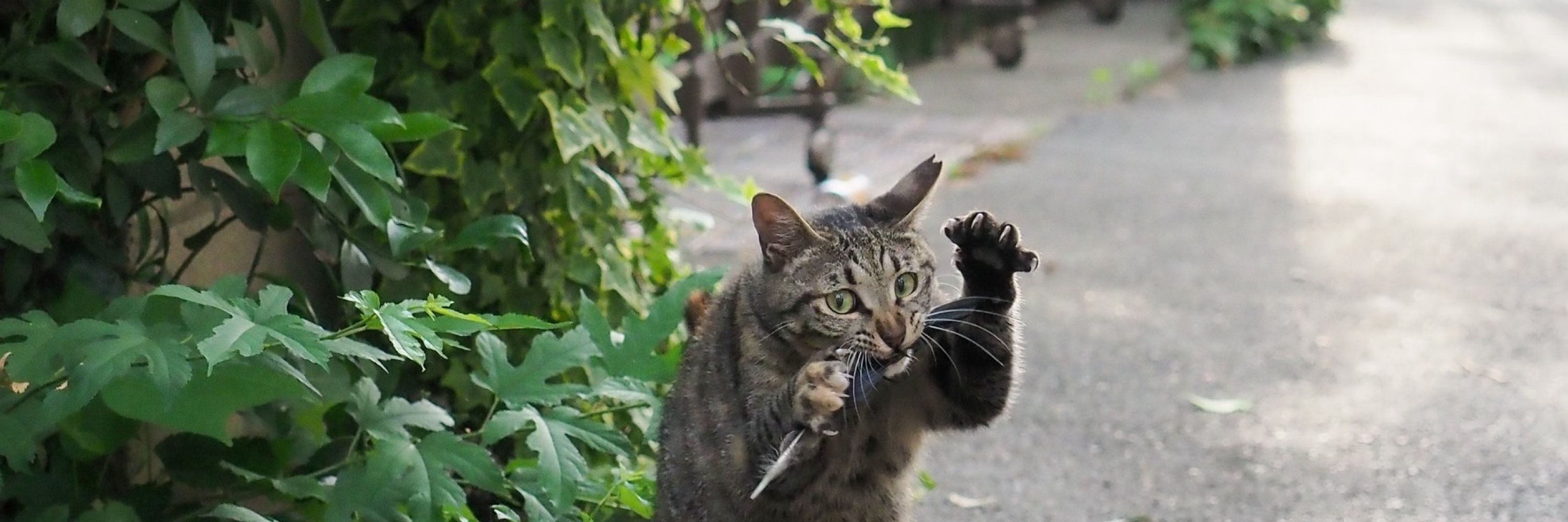 いどの