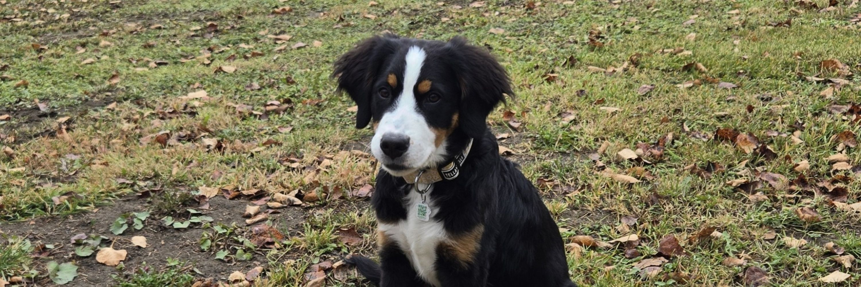 Gino