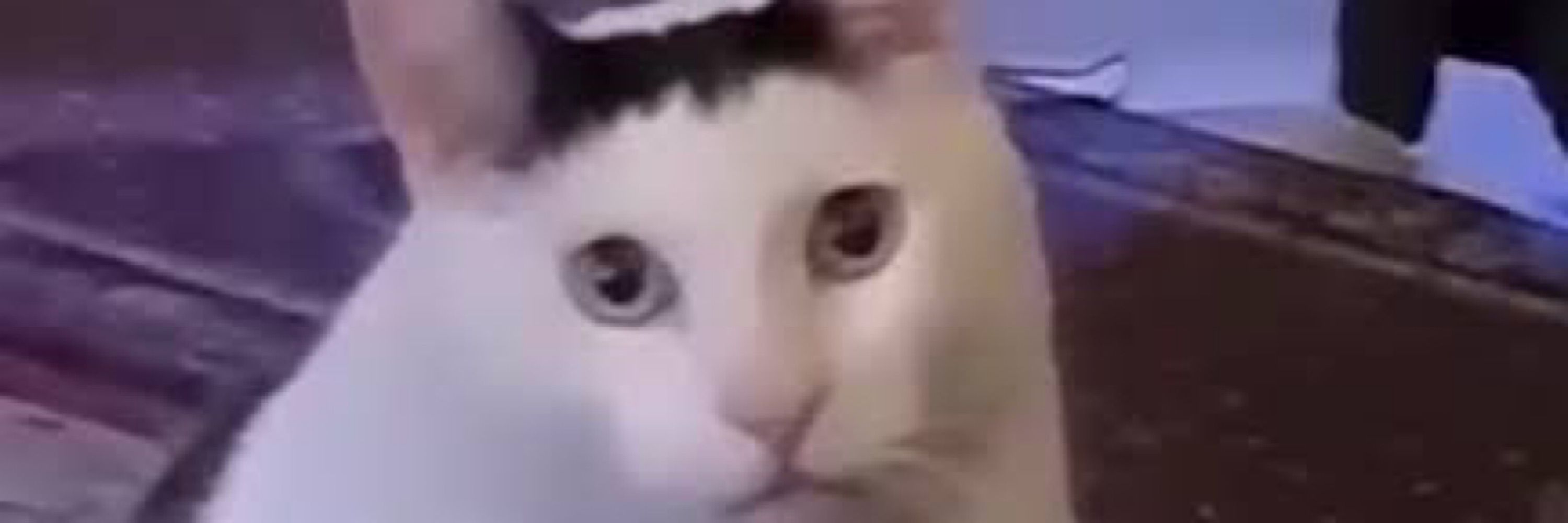 サクヤ