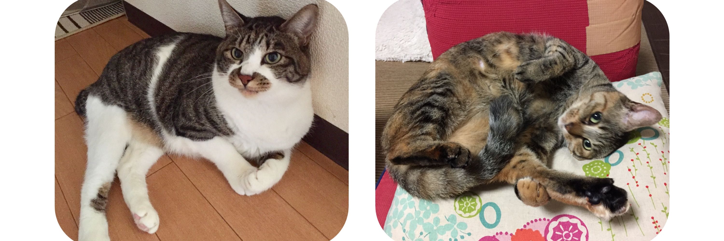 くまるいうらら