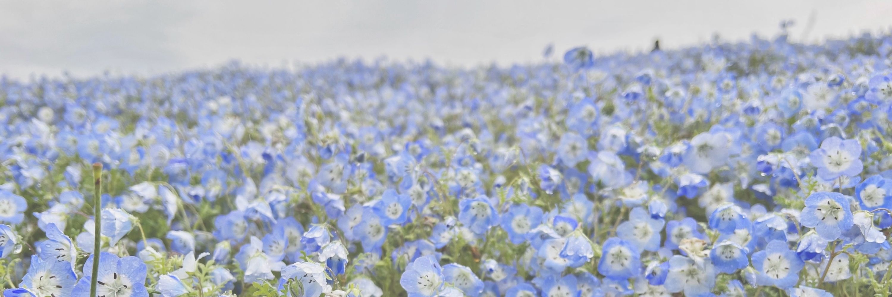 C💐