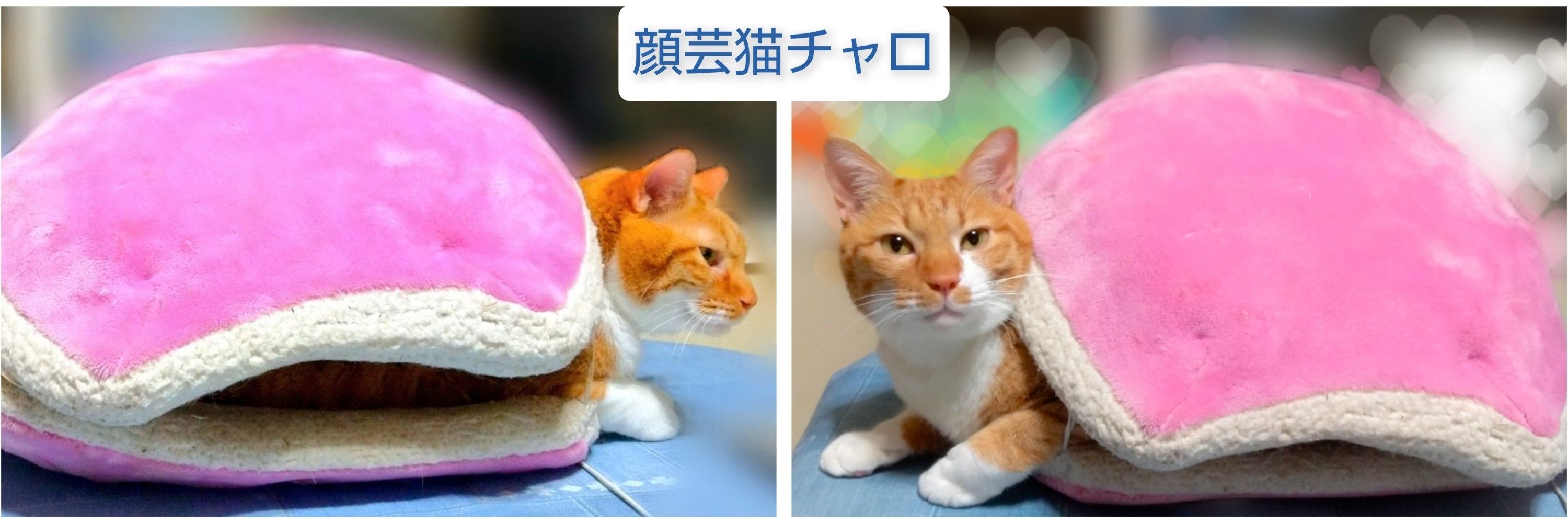 ささかめ