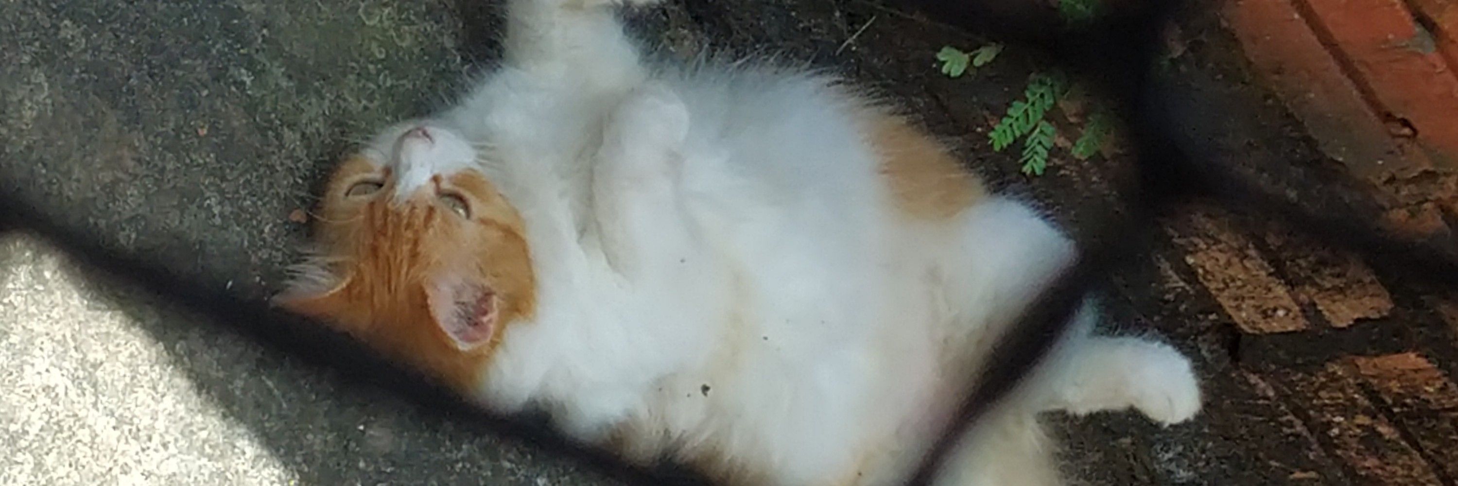 Tuzinha