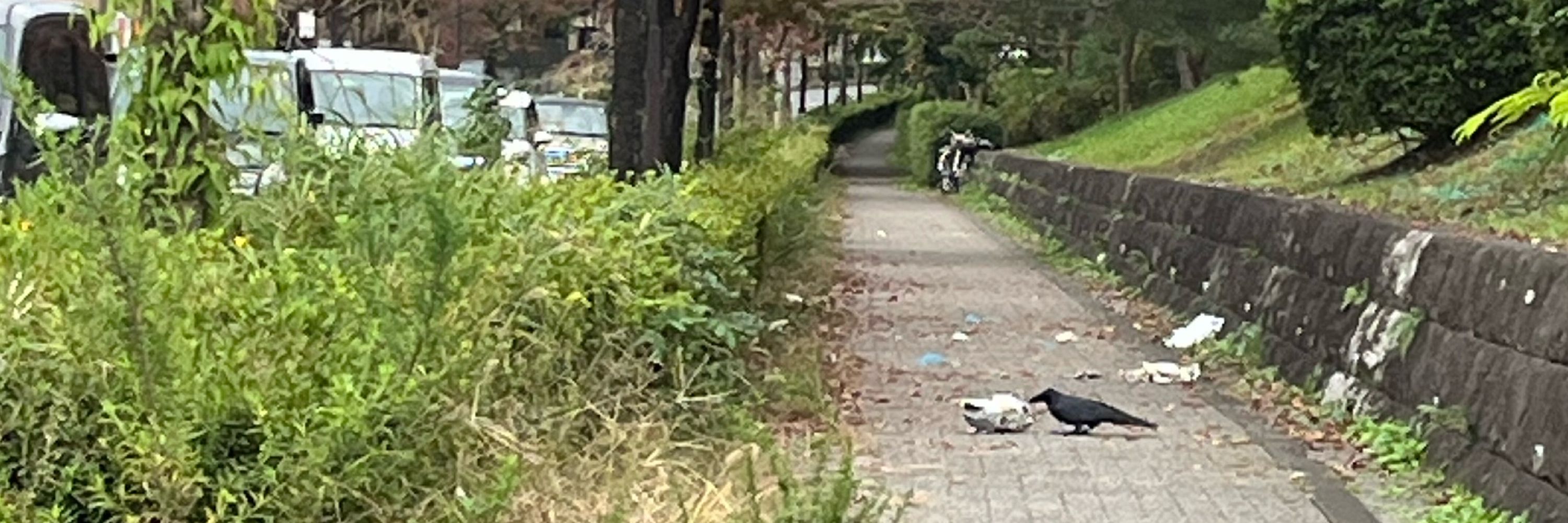 べいぶ