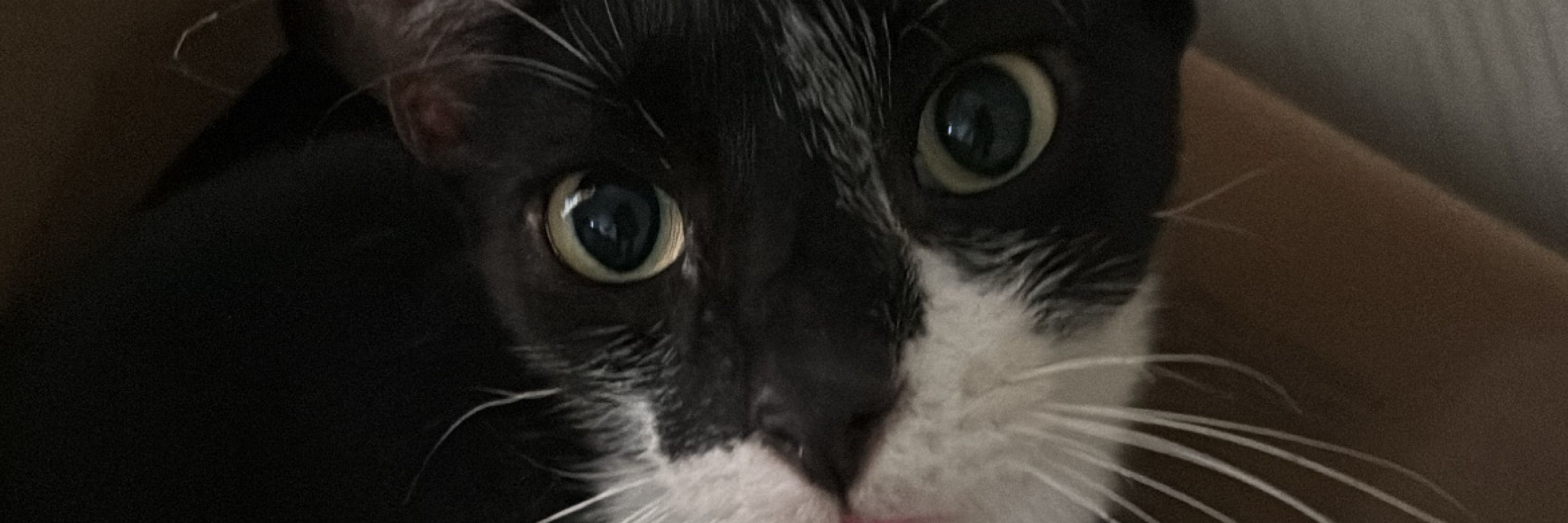 hemyli