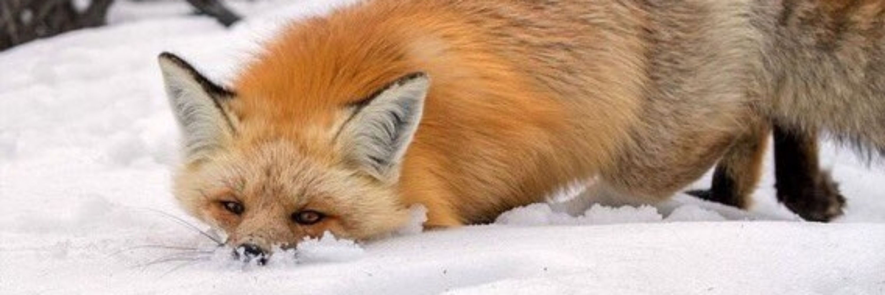 🦊Splitz🦊