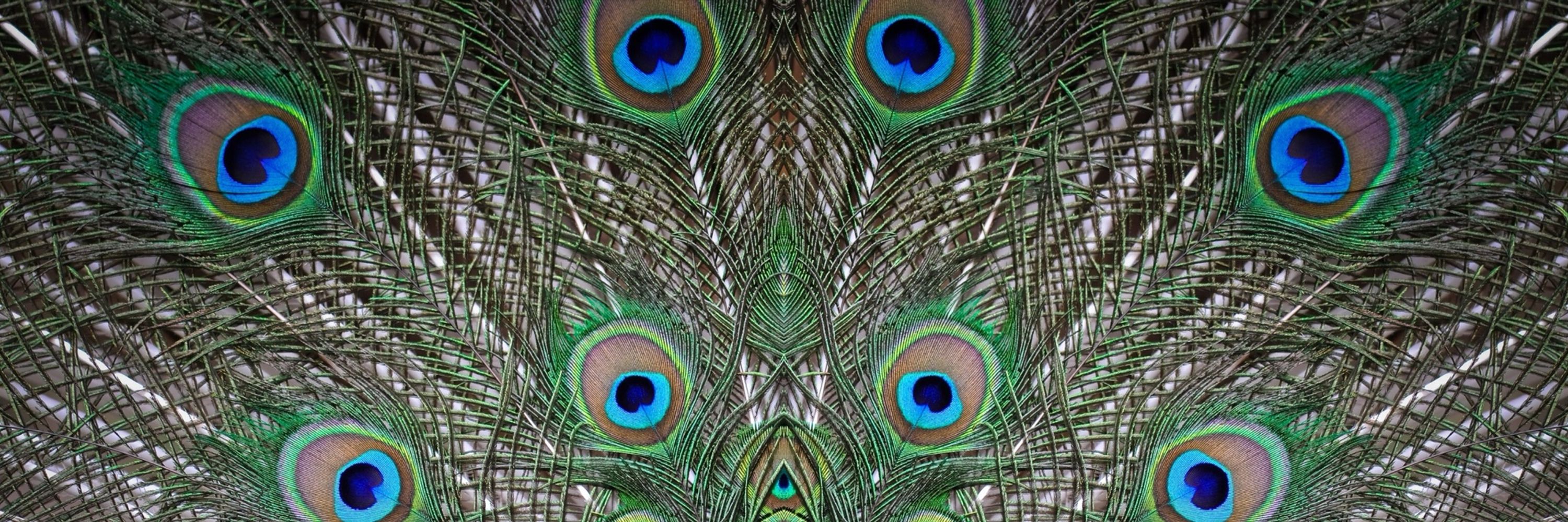 LucaThePeacock🦚🔞