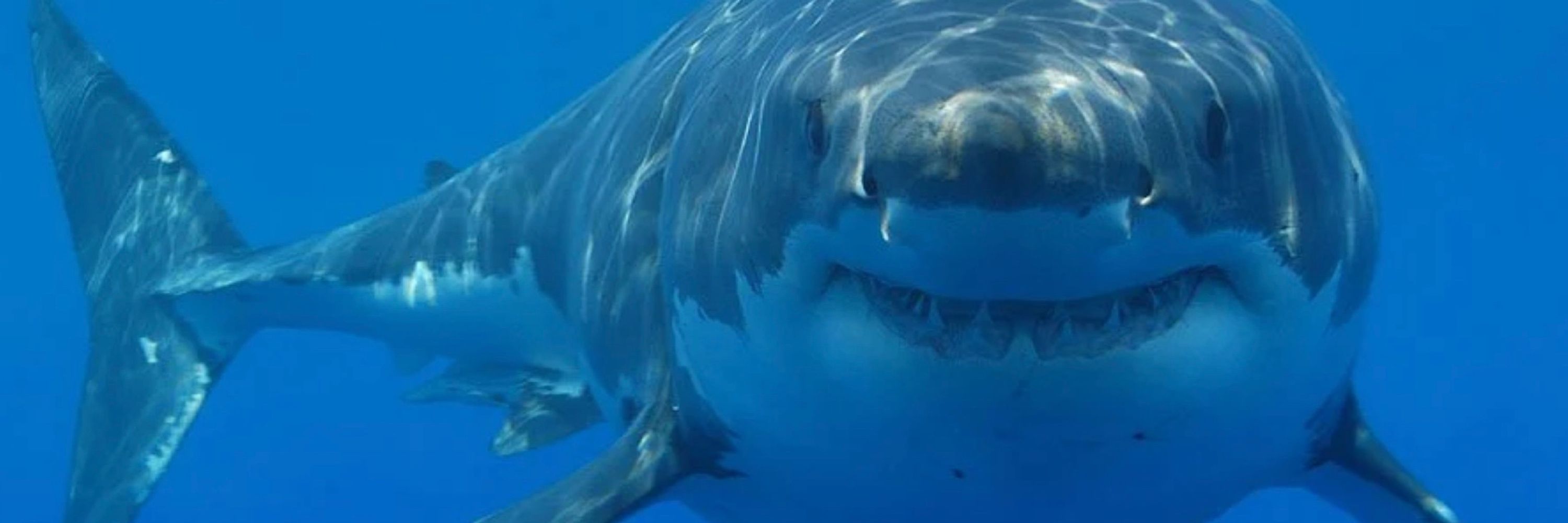 Sharkdreams