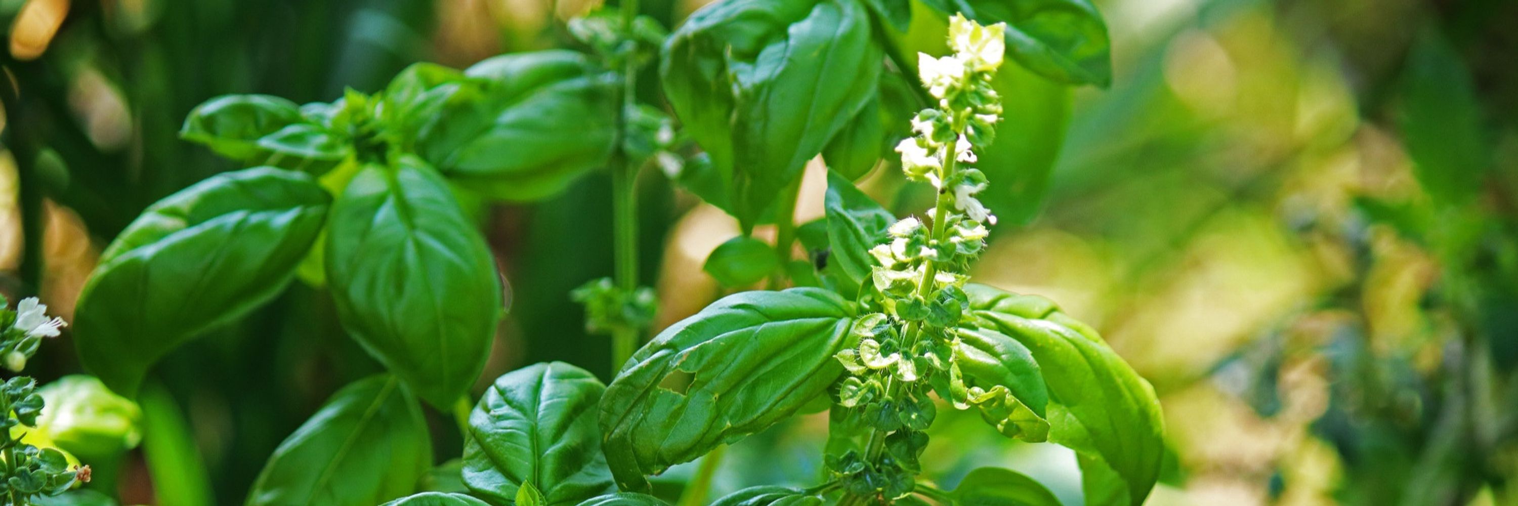 basil