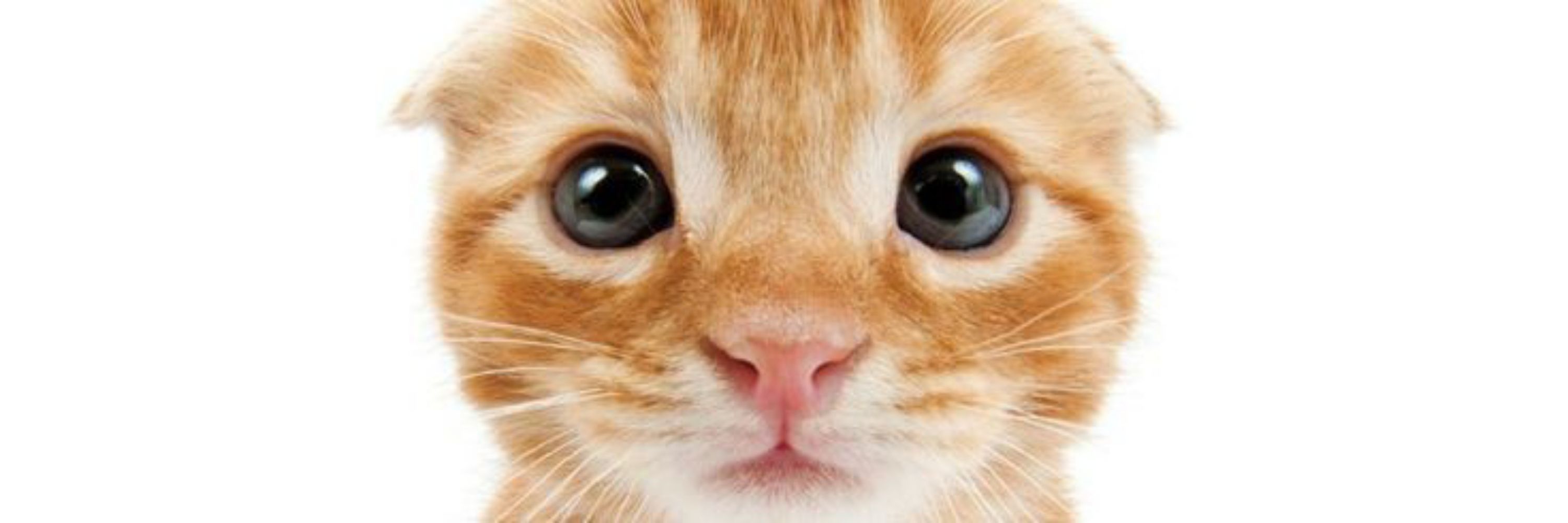 vyn 🐈‍⬛ COMISSÕES ABERTAS !!