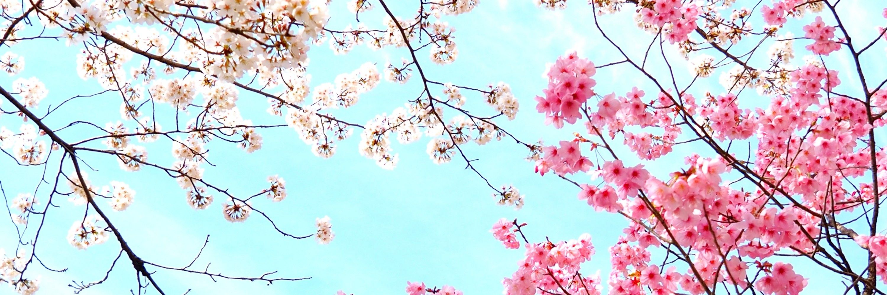 りら -Lilac-