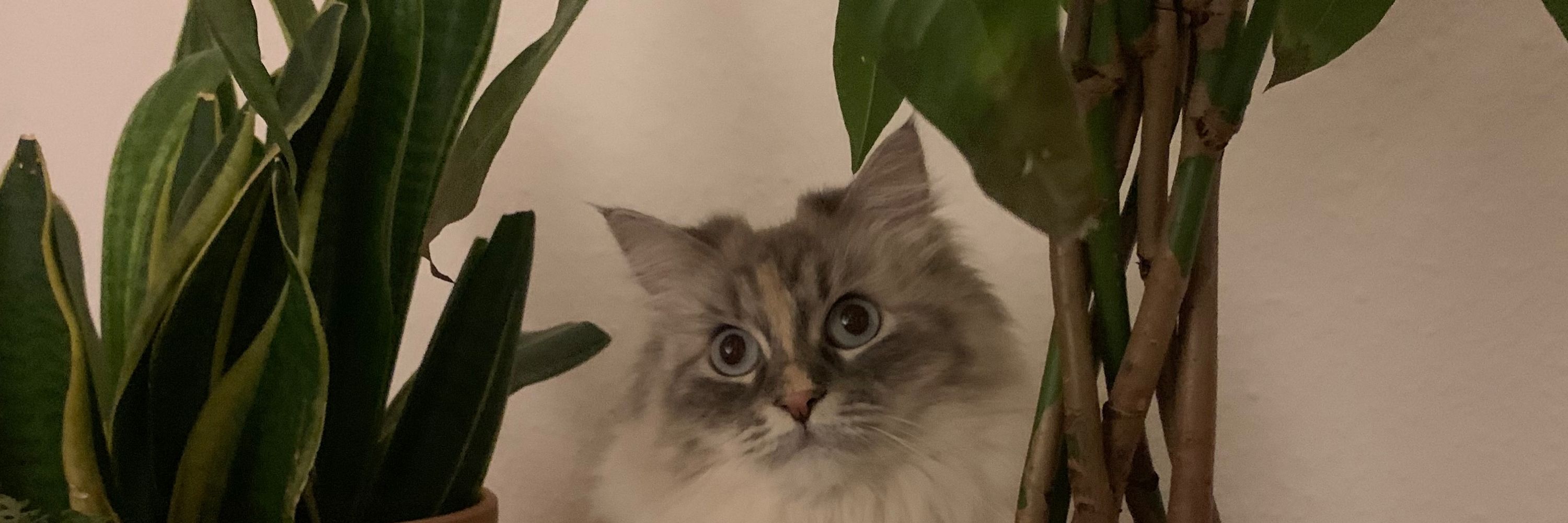 Sini