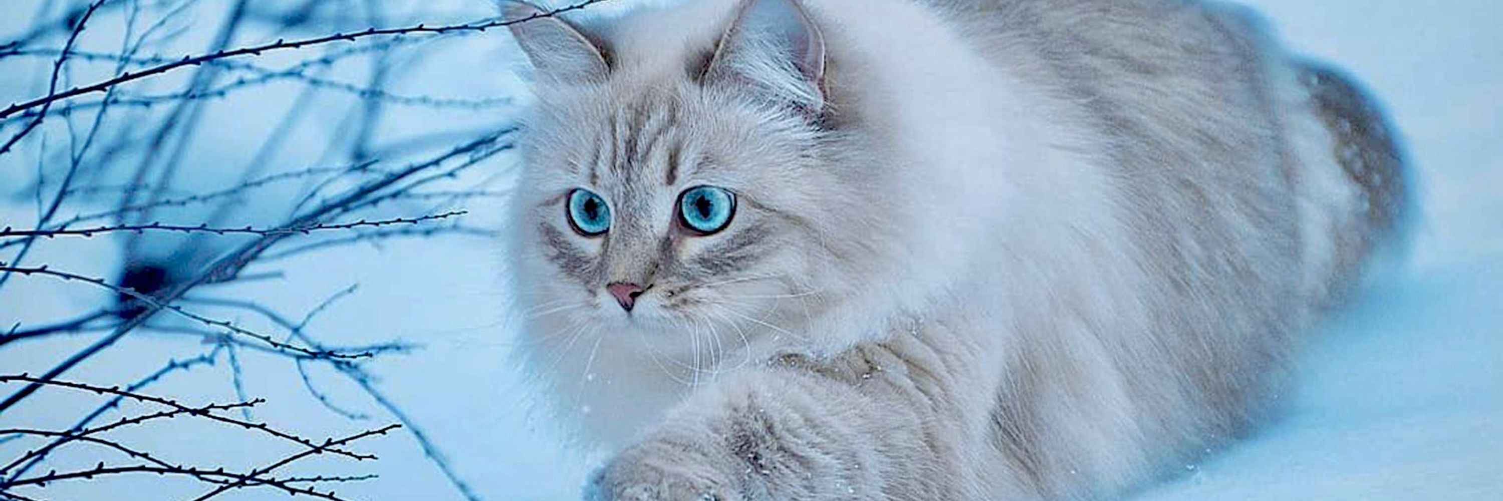 Artemisia Feline