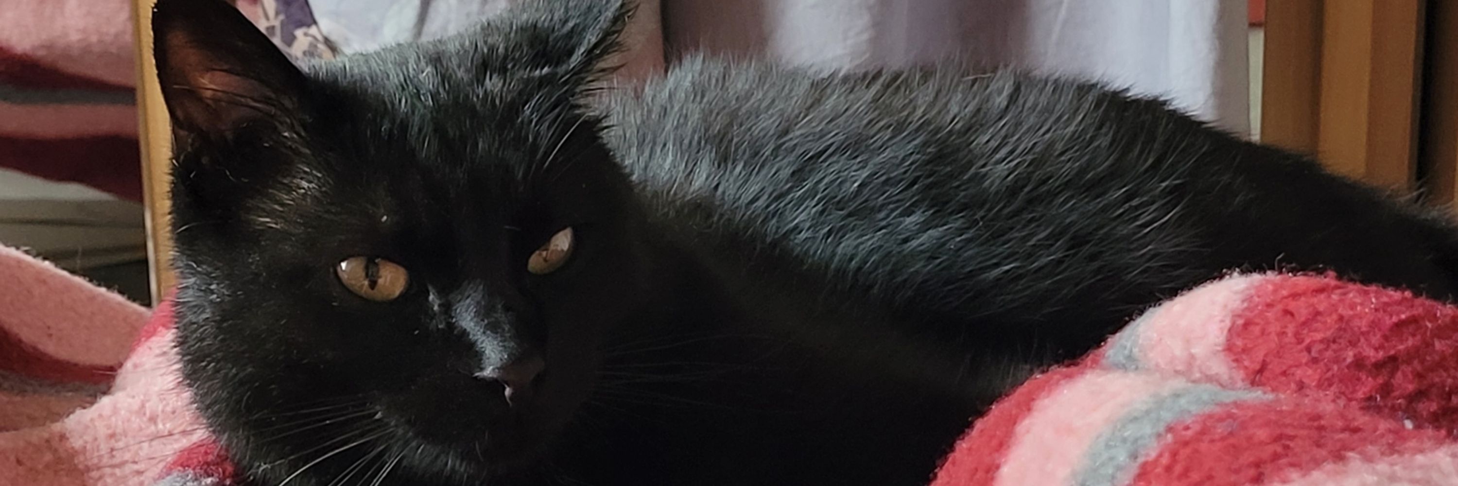 Qem 🐈‍⬛
