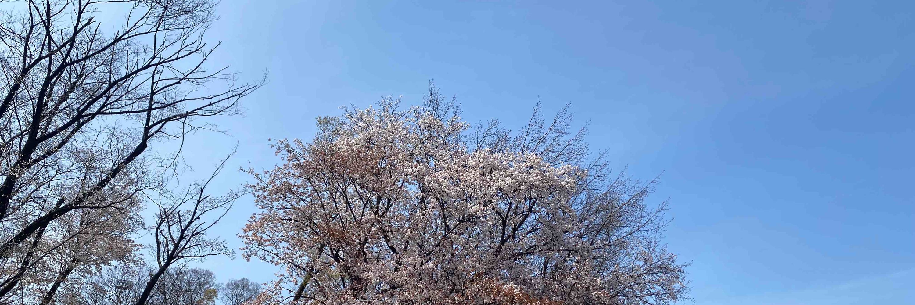 ぬまさく