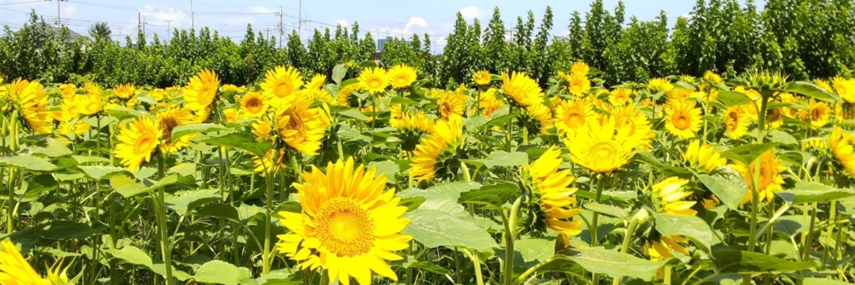 めめ🌻