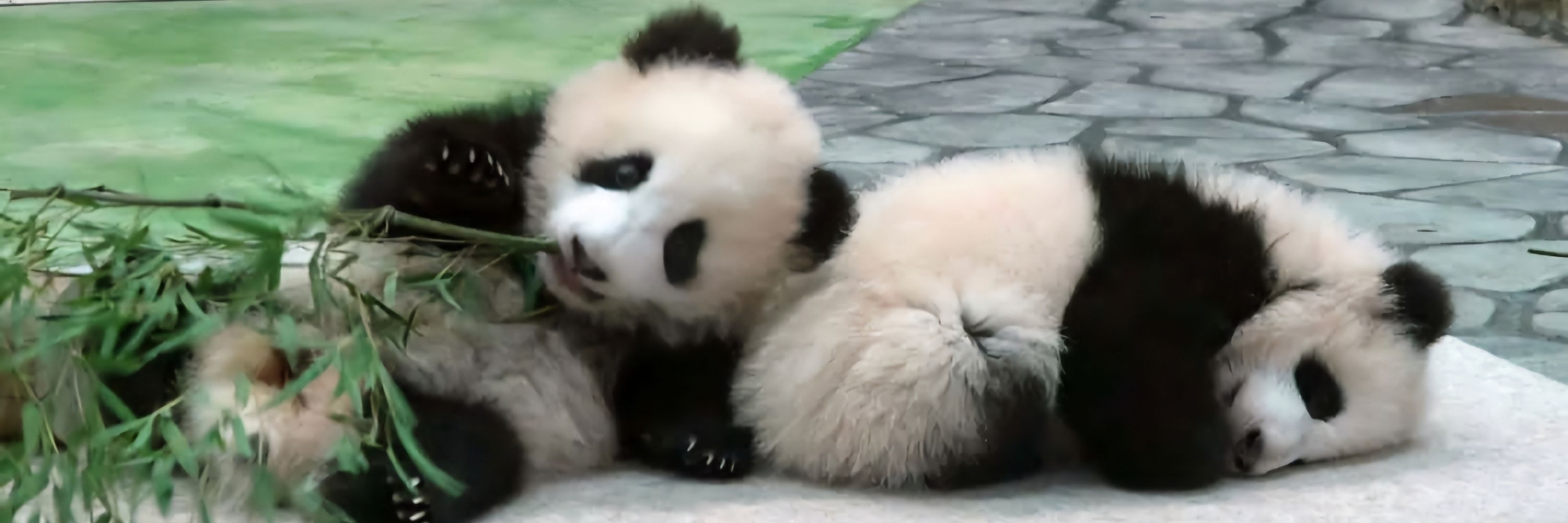 Touhin Panda🤍