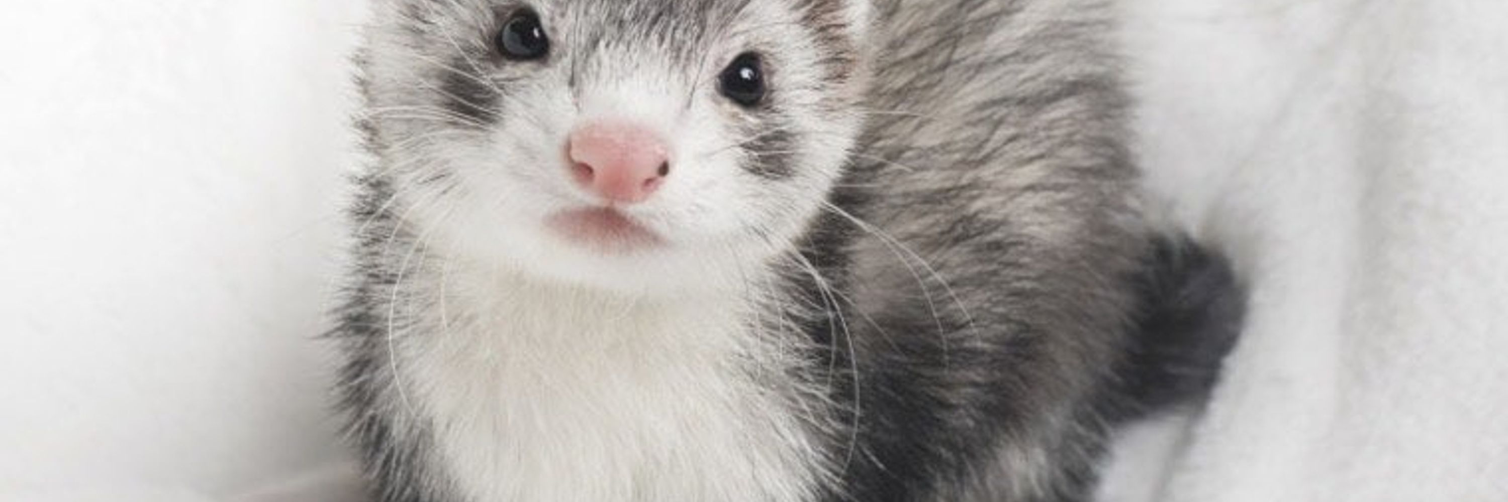 Jun Wu and Mei the Chaos Ferret!