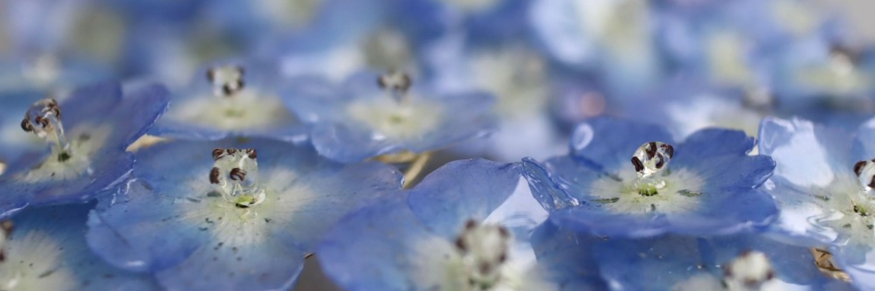 花纏-はなまとい-