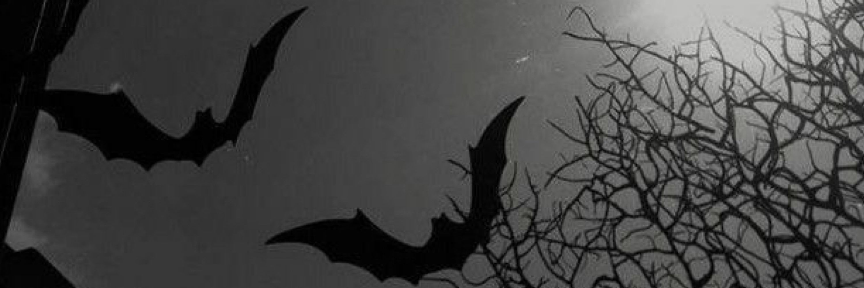 Lia 🦇