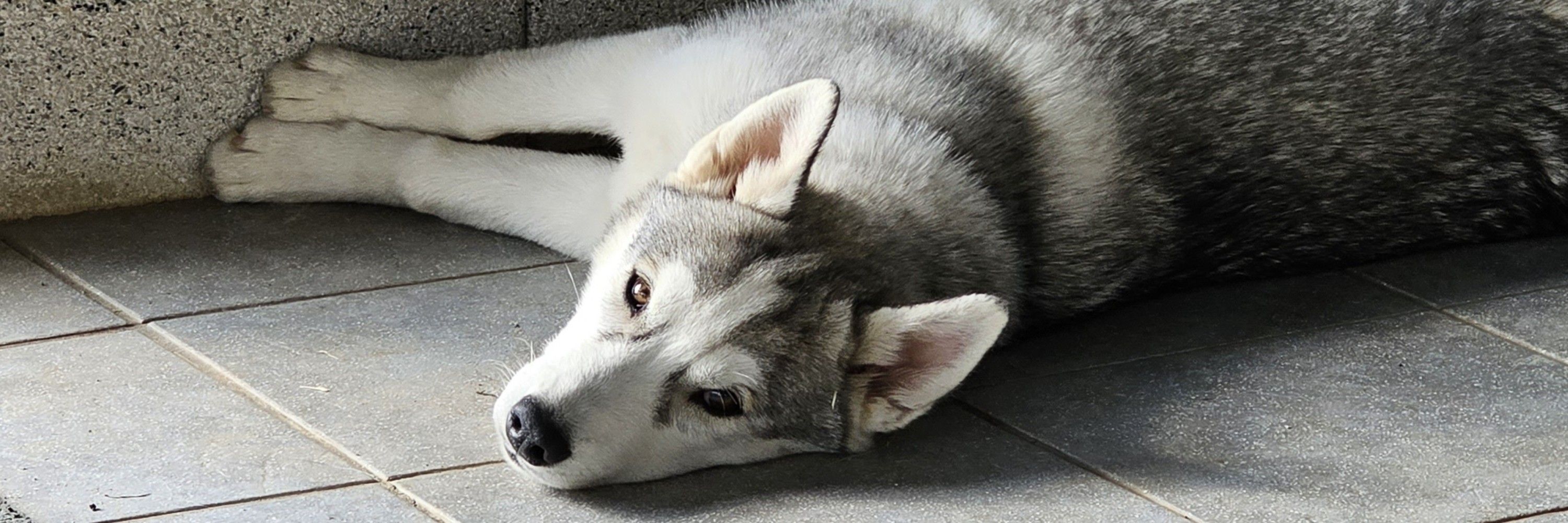 Mya