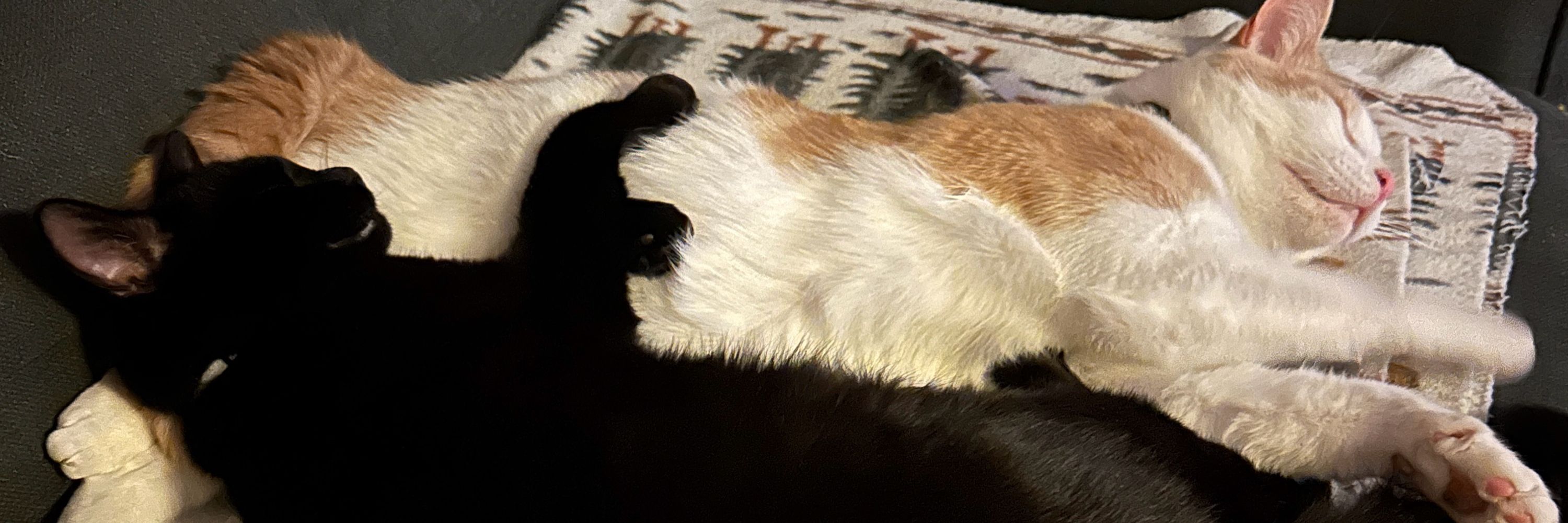 🏳️‍🌈Ali 🏳️‍⚧️🐈🐈‍⬛