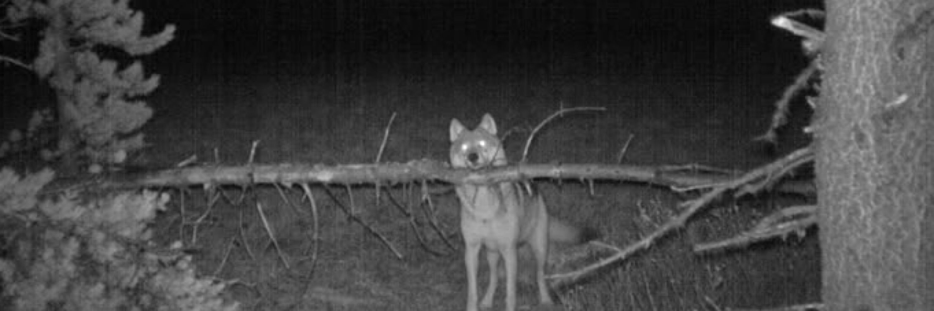 Coyote