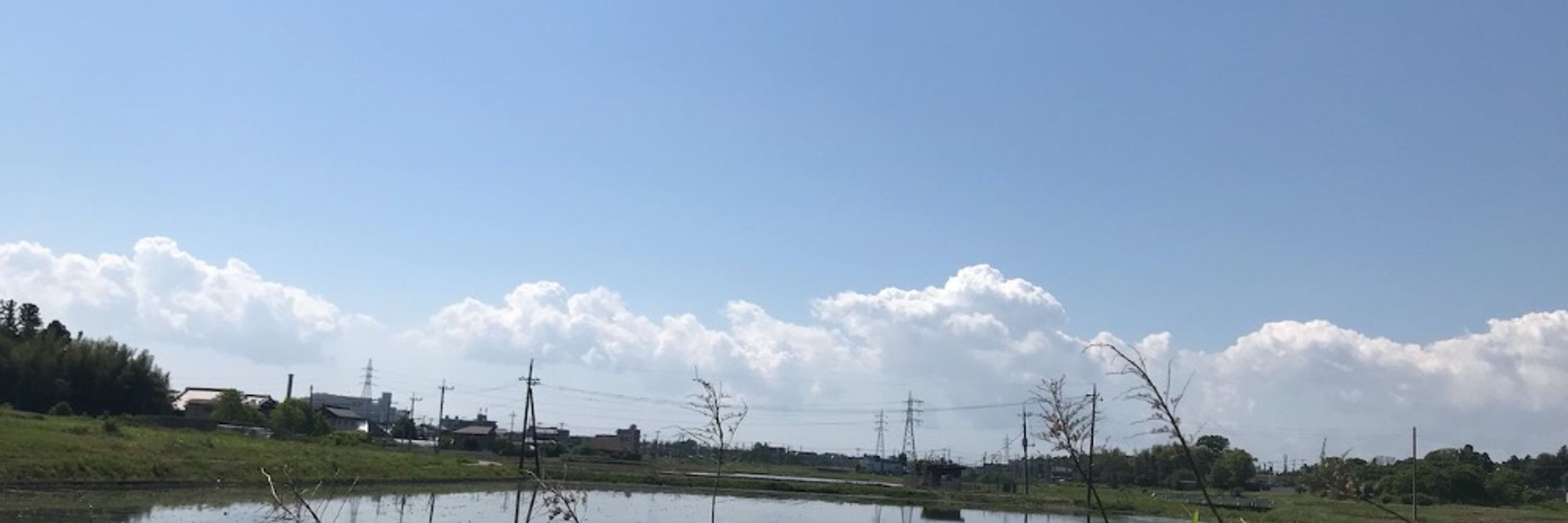 トラ医