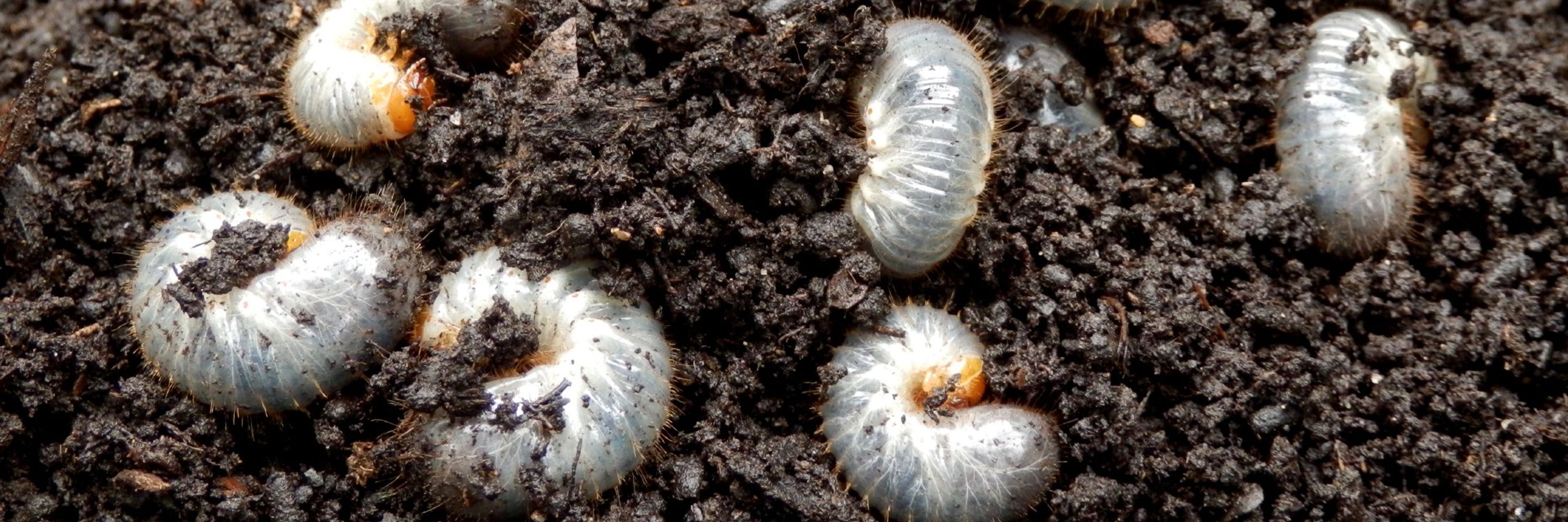 soilgrub