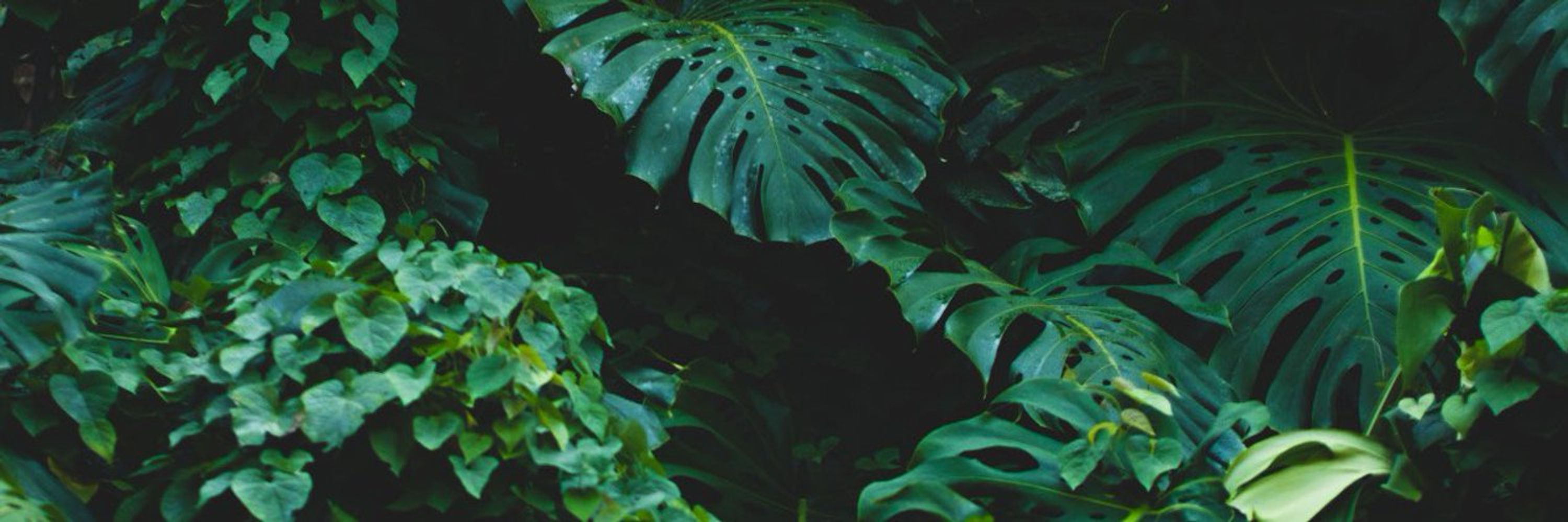 ✨🌱🌙