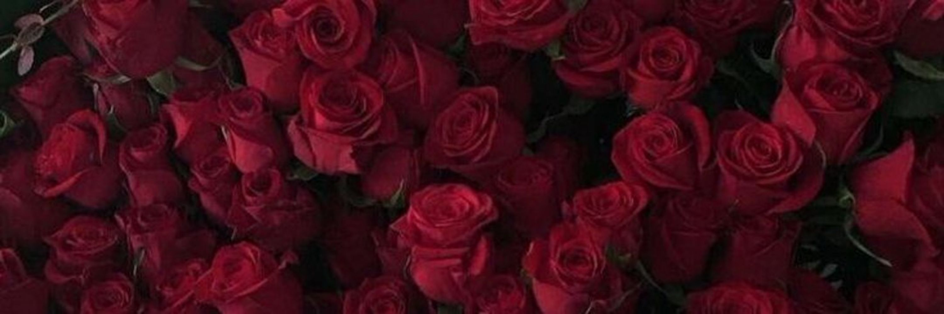 Rosee 🌹