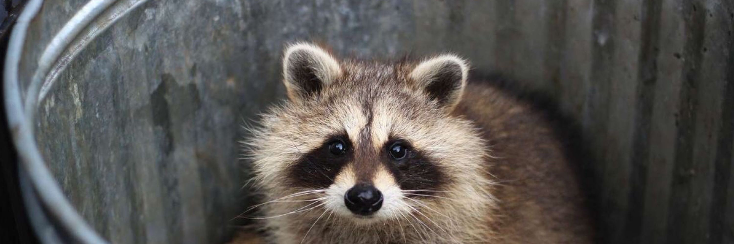 Tasaboo | Raccoon Coded