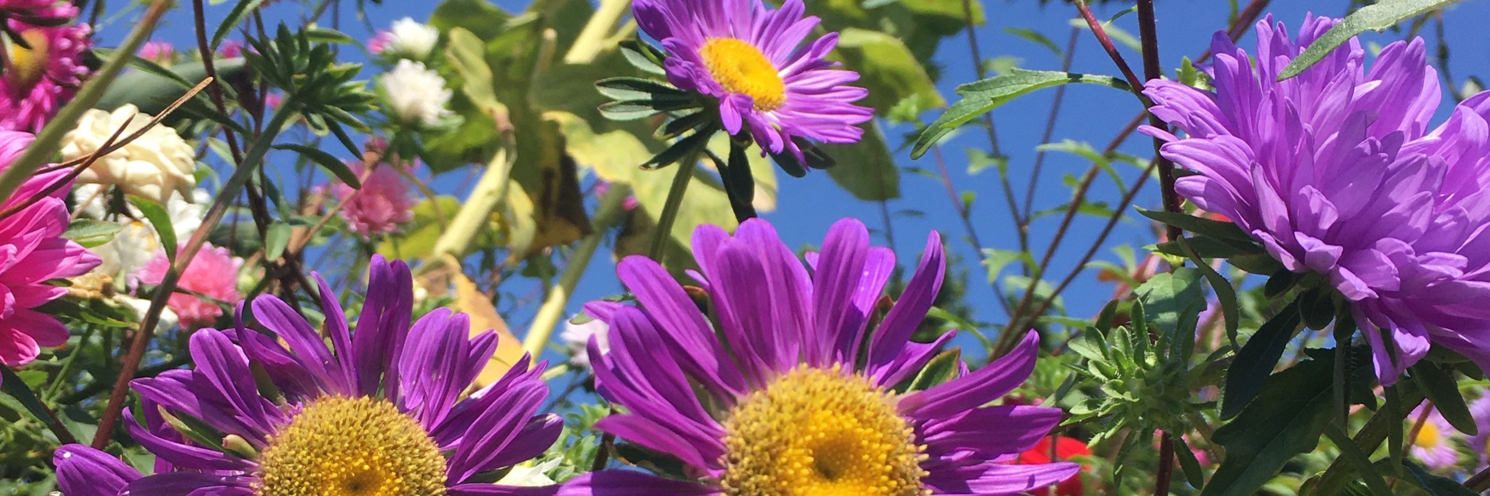 maria 🌼