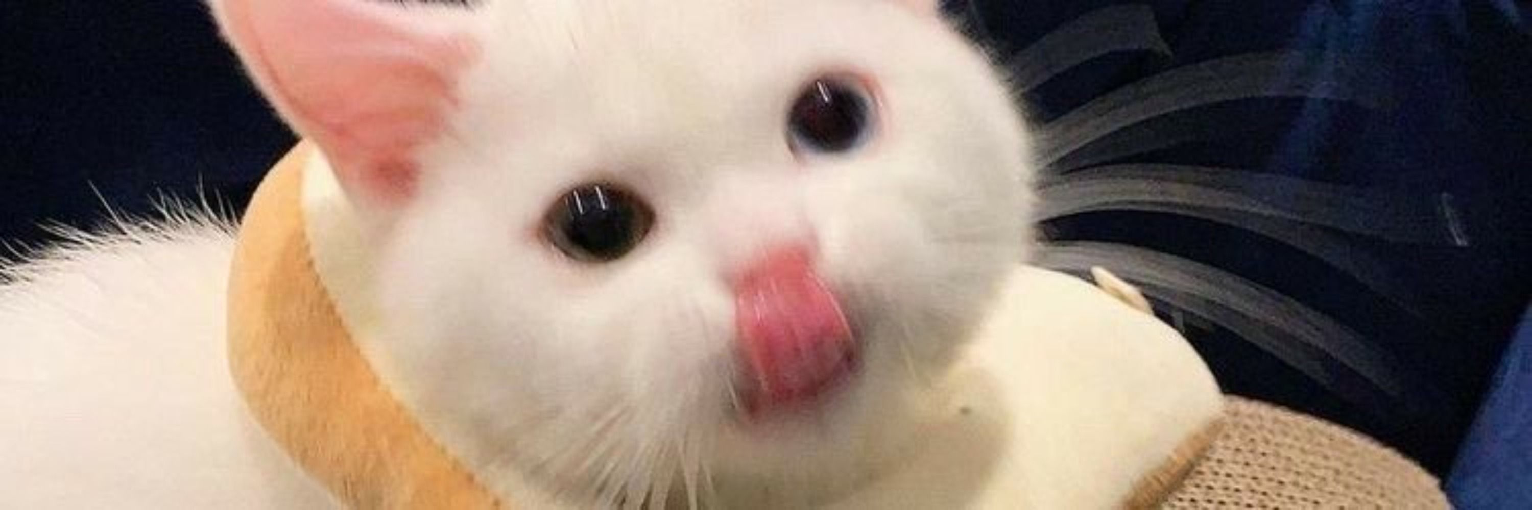 aninha